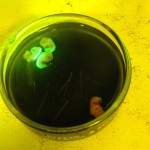 Mouse embryos illuminated by the SFA lamp and viewed through the barrier filter shield.