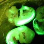 Mouse embryos illuminated by the SFA lamp and viewed through the microscope.