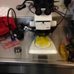 Equipment setup - SFA illuminator used as a desk lamp. Note barrier filter glasses to right of microscope.