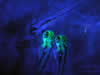 GFP-fluorescent zebrafish look sadly on their non-fluorescent sibling © Charles Mazel
