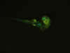 Get me out of here! GFP-histone zebrafish © Charles Mazel