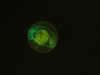 GFP-histone embryo © Charles Mazel
