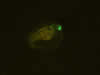 Zebrafish embryo – lxh1a-GFP © Charles Mazel