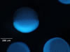 stereo microscope fluorescence