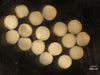 fluorescence adapter