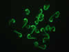 Zebrafish embryos – histone H2B-Dendra2 © Charles Mazel
