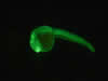 Zebrafish embryo – histone H2B-Dendra2 © Charles Mazel