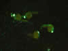 Zebrafish embryos – lhx1a-GFP © Charles Mazel