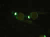 Zebrafish embryos – lhx1a–GFP © Charles Mazel