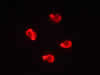 Zebrafish embryos – Ubi dTomato © Charles Mazel