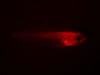 Stage 46 X. laevis, messenger RNA injected ubiquitous GFP and membrane RFP. Photograph © NIGHTSEA/Charles Mazel