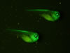 Stage 41 X. tropicalis, transgenic OTX-GFP eyes. Photograph © NIGHTSEA/Charles Mazel