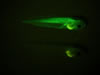 Fluorescent and non-fluorescent Stage 46 X. laevis with messenger RNA injected ubiquitous GFP and membrane RFP. Photograph © NIGHTSEA/Charles Mazel