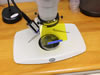 Stereo microscope configured for green fluorescence, viewing Xenopus through shield filter for sorting.