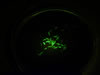 Collection of Stage 37-38 X. laevis, messenger RNA injected ubiquitous GFP and membrane RFP viewed through shield filter for sorting. Photograph © NIGHTSEA/Charles Mazel