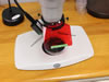 Stereo microscope configured for red fluorescence, viewing Xenopus through shield filter for sorting.
