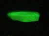 stereo microscope fluorescence