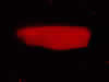 Stage 29-30 X. laevis, messenger RNA injected ubiquitous GFP and membrane RFP. Photograph © NIGHTSEA/Charles Mazel