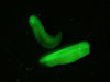 Stage 29-30 X. laevis, messenger RNA injected ubiquitous GFP and membrane RFP. Strong and weak fluorescence. Photograph © NIGHTSEA/Charles Mazel