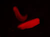 Stage 29-30 X. laevis, messenger RNA injected ubiquitous GFP and membrane RFP. Strong and weak fluorescence. Photograph © NIGHTSEA/Charles Mazel