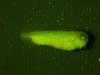Stage 32 X. laevis transgenic GFP col2a1 early expression in eyes and back. Photograph © NIGHTSEA/Charles Mazel
