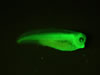Stage 37-38 X. laevis, messenger RNA injected ubiquitous GFP and membrane RFP. Photograph © NIGHTSEA/Charles Mazel