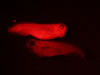 Stage 37-38 X. laevis, messenger RNA injected ubiquitous GFP and membrane RFP. Photograph © NIGHTSEA/Charles Mazel