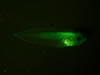 Stage 46 X. laevis, messenger RNA injected ubiquitous GFP and membrane RFP. Photograph © NIGHTSEA/Charles Mazel