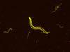 stereo microscope fluorescence