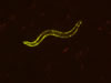 YFP C. elegans. © NIGHTSEA/Charles Mazel