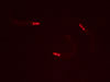 mCherry C. elegans. © NIGHTSEA/Charles Mazel