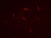 mCherry C. elegans. © NIGHTSEA/Charles Mazel