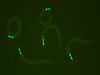 GFP C. elegans. © NIGHTSEA/Charles Mazel