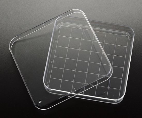 Picture of Square Petri Dish With Grid