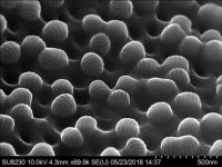 Microsporangium, spore size 150nm, coated with 3nm of Au x 70k magnification