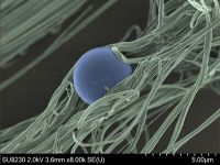 5µm Magnification