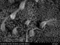 Picture of Quorum Q150R Plus Rotary Pumped Coater