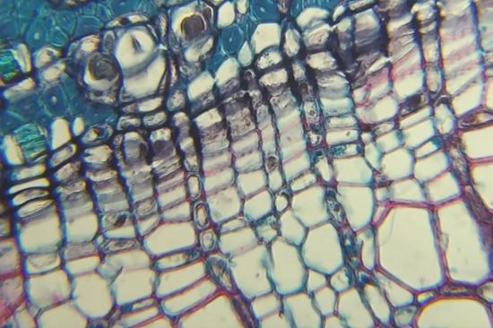 Em1 Portable Microscope