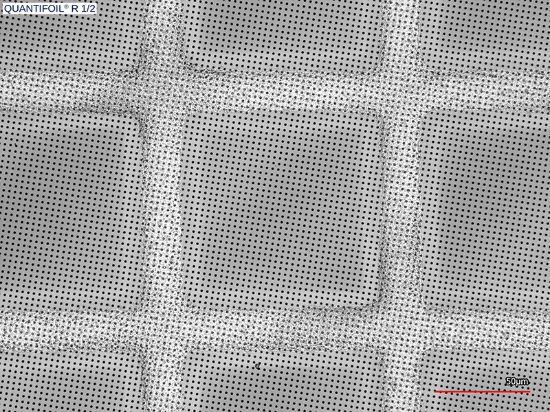 Picture of Quantifoil® R 1/2, 400 Mesh, Au