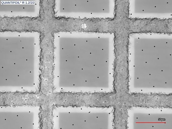 Picture of Quantifoil® R 1.2/20, 200 Mesh, Ni