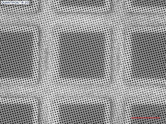 Picture of R 2/2 Holey Carbon Films on Grids