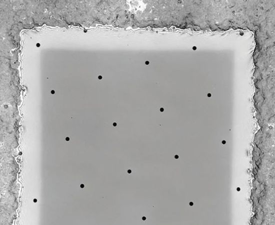 Quantifoil_SiO2_12_20.jpg