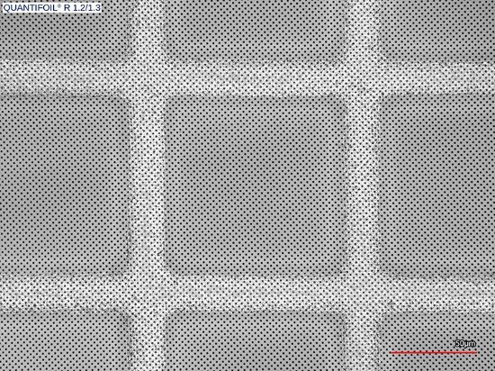 QuantifoilR12-13_50x.jpg