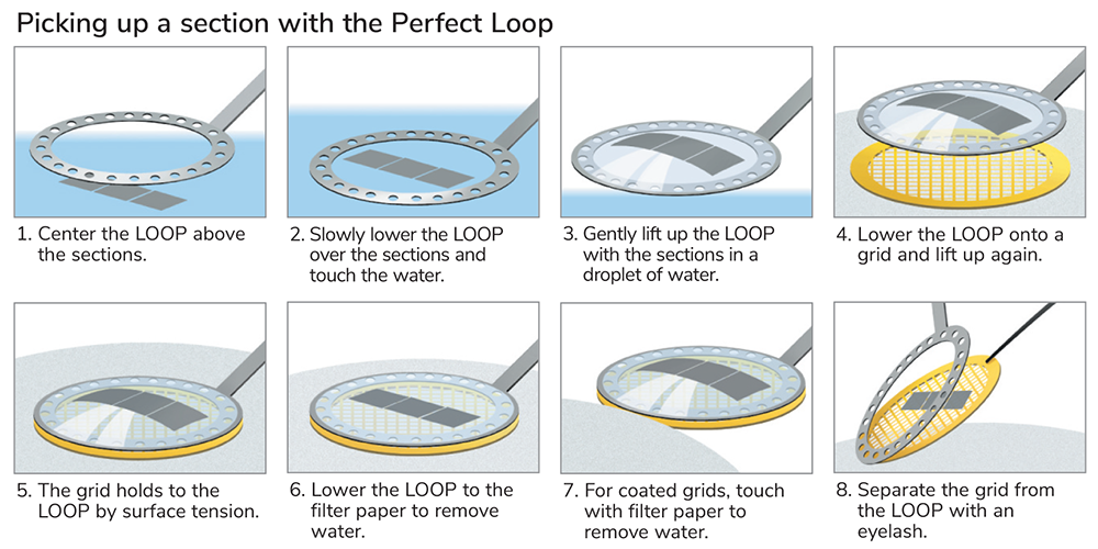 Perfect Loop