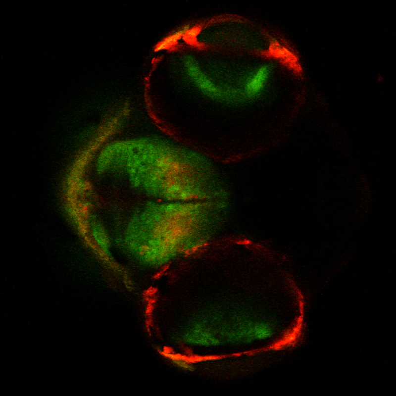 Rabbit psoas muscle fibers stained with Alexa Fluor 488 Phalloidin, in white light