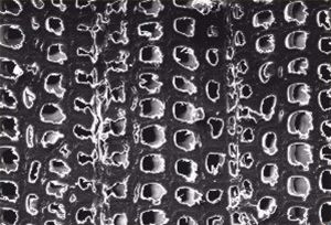 Transverse section of pinus sylvestris